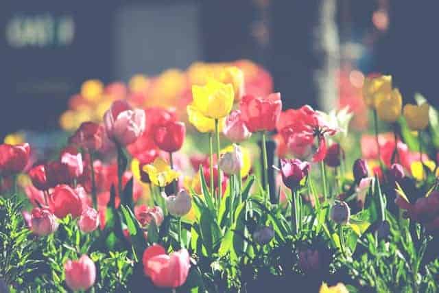I Migliori Negozi di Fiori e Piante Online