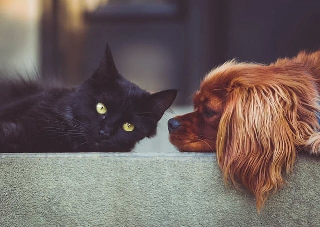Siti Per Assicurazione Cane E Gatto