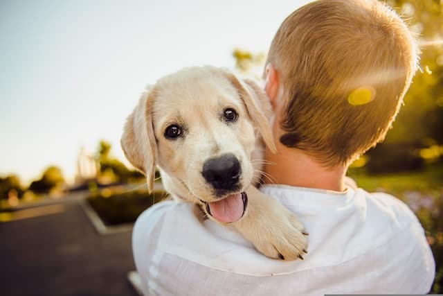 Dove Acquistare Antiparassitari Per Cane