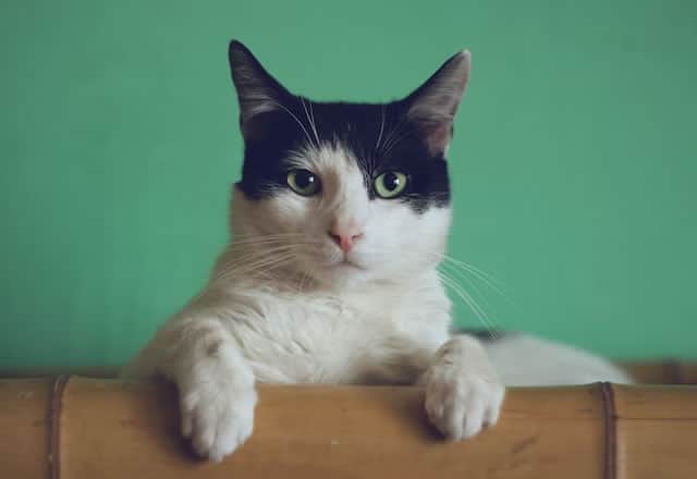 I Migliori Siti per Acquistare Cibo per Gatti