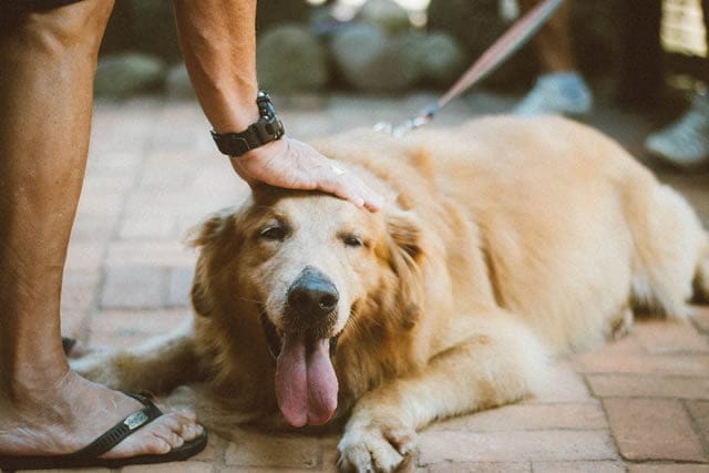 Antiparassitario per cani taglia grande