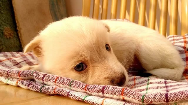 Cagnolini che nomi? I 10 Nomi Per Cani Più Utilizzati
