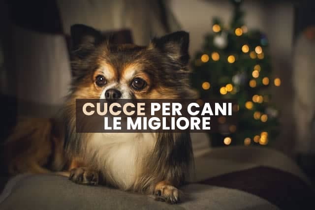 Cucce per cani