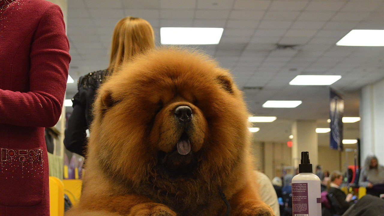 Chow Chow dal pelo foltissimo sul tavolo da toelettatura, con lo spray per il manto accanto