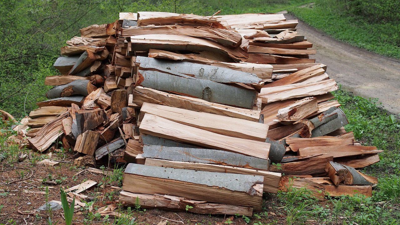 Catasta di legna di faggio spaccata in un bosco