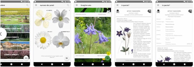 E questo che fiore è? E questo che fiore è?