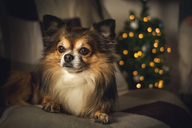 Le 5 Migliori Cucce per Cani da Interno