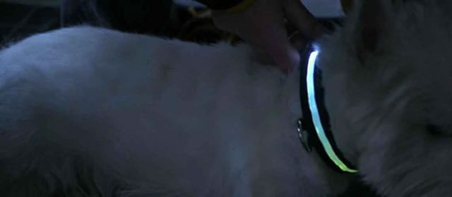Collare che si illumina