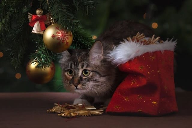 Regali di Natale Cani e Gatto
