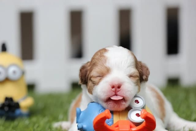 cuccioli in regalo gratis