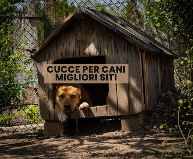 cucce per cani
