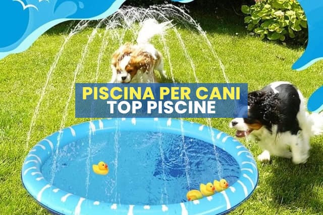 Piscina per cani