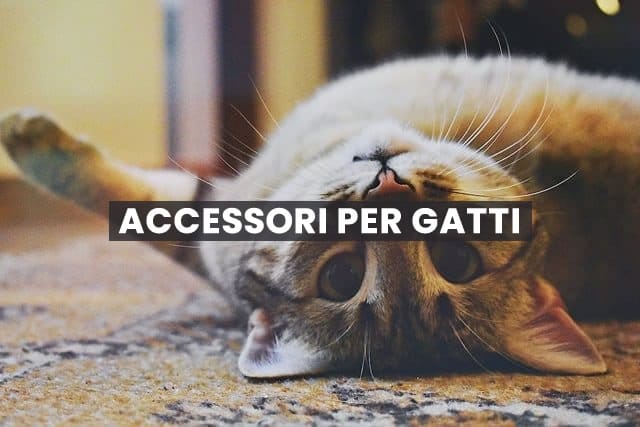 accessori per gatti