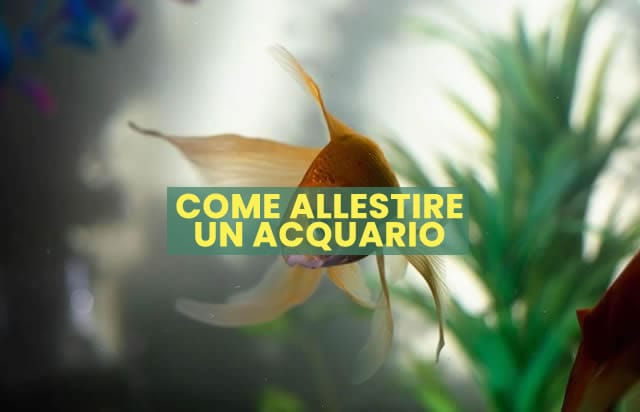 COME ALLESTRIRE UN ACQUARIO