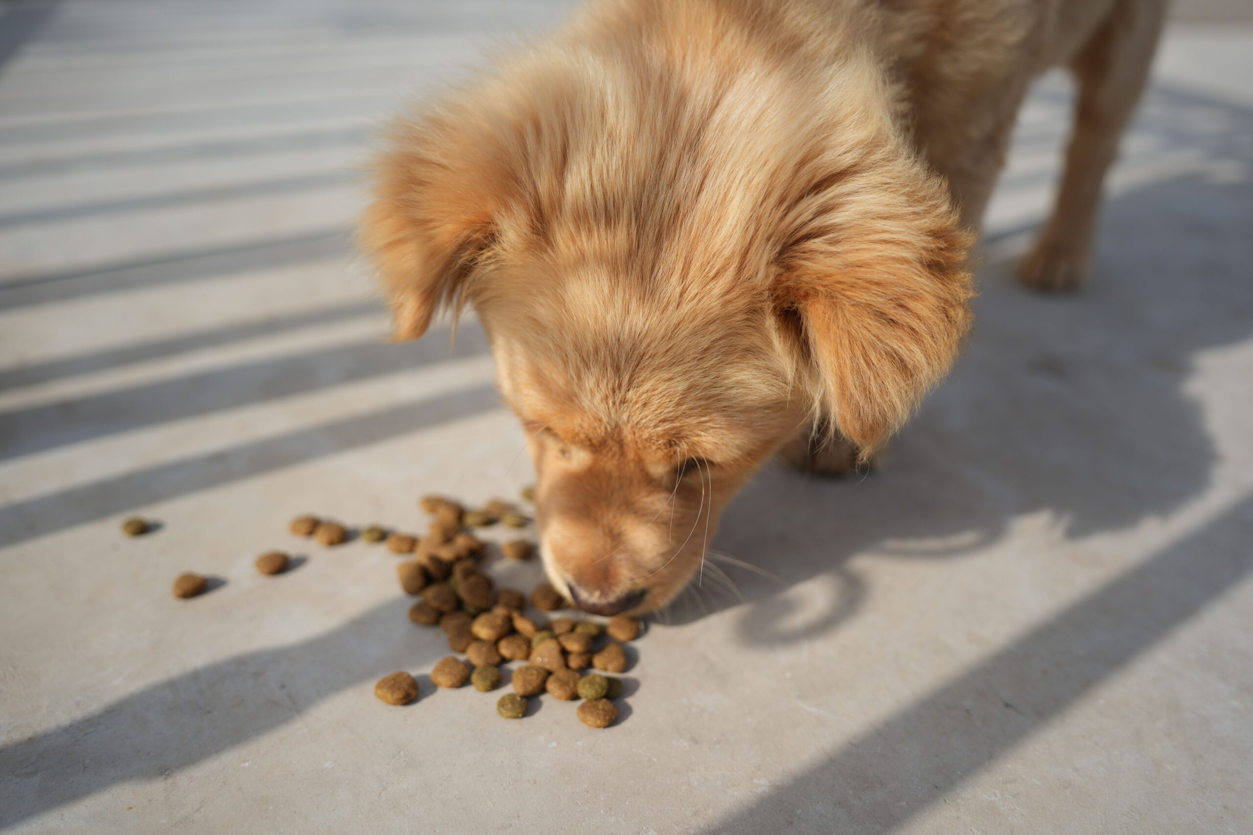 crocchette per cani