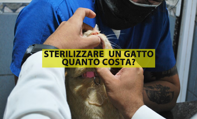 sterilizzare un gatto quanto costa?