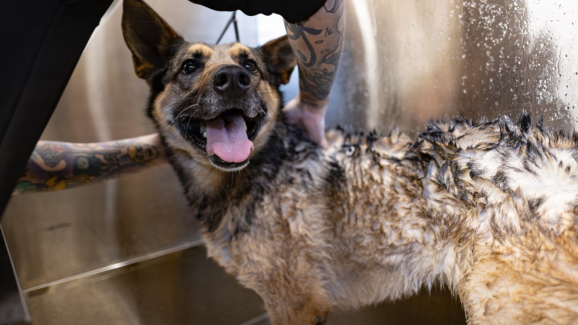 Cane bagnato insaponato nella vasca da toelettatura durante il lavaggio